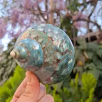 حلزون یا صدف وارداتی سبزآبی