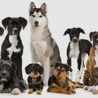 سگ پیدا شده