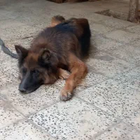 سگ ژرمن|سگ|پردیس, فاز ۸|دیوار
