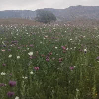 سیم کارت دائم ۰۹۱۲ کد ۵