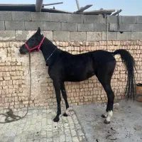 فروش اسب