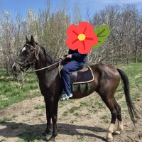 اسب ترکمن معاوضه با سیم کارت یا موتور
