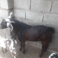 فروش ۴عددچپشت چاق بزرگ