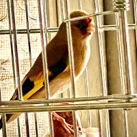 سهره ماده کرمانی اماده