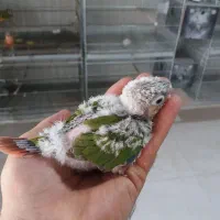 گرینچیک