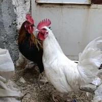 فروش 2 عدد خروس سفید و سیاه