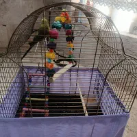 دو تا مرغ عشق نرو ماده