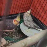 عروس هلندی مولد
