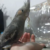 عروس هلندی نر دستی