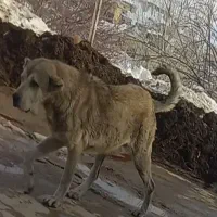 سگ فروشی پژدر