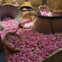 تور گردشی وزیارتی