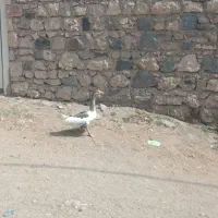 یک عدد قوغاز ماده