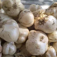 موسیرکوهی برداشت همین امروز