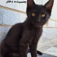 واگذاری رایگان گربه