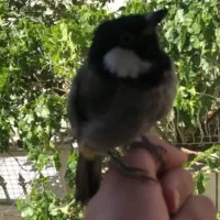 پرنده گم شده