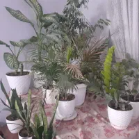 فروش گل