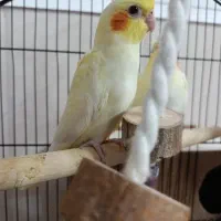جوجه عروس هلندی