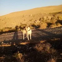 فروش سگ گله