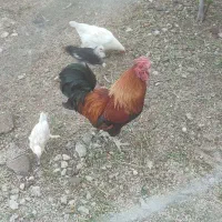 خروس محلی اصل