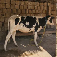 گاو یا گوساله دو عدد آبستن