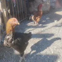 مرغ و خروس|حیوانات مزرعه|فنوج, |دیوار