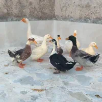 مرغابی دونه یک میلیون پانصد