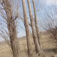 خریدفروش‌چوب