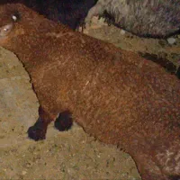 بره نر