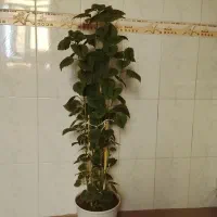 چندتا گل و گهواره فروش