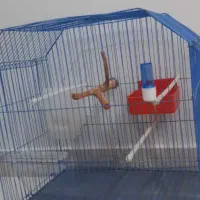 قفس