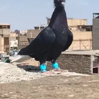 کبوتر رنگه