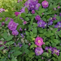 کارگر ساده برای چیدن گل