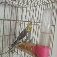 عروس هلندی نر