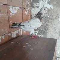 کبوار سار هفت رنگ