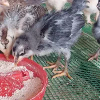 جوجه گلین جوجه برهما و مرندی کیفیت بالا