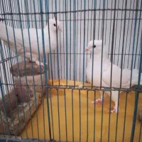 جفت کبوتر اصیل حندقی نژاد خالص