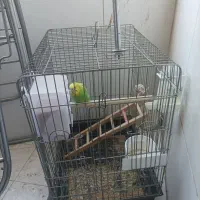 قفس پرندا طوطی و قفس قناری و سهره