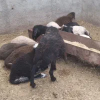 بره نر