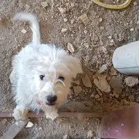 سگ پاکوتاه