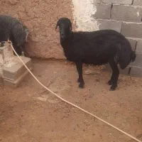 بره|حیوانات مزرعه|ساوه, |دیوار