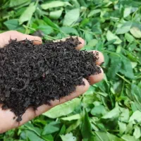 تک محصول شرق گیلان بصورت تناژ و کیلویی