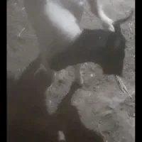گوسفند‌....