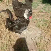 خروس