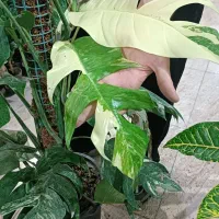 برگ انجیری رافیدو