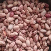 لوبیا چیتی تمیز