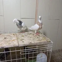 جفت طوقی..۵عدد جوجه هیچ پر
