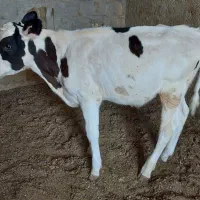گوساله نر
