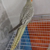 عروس هلندی|پرنده|مشهد, چهارچشمه|دیوار