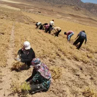 اکیپ کارگری کشاورزی*بیرانوند* در خرم اباد