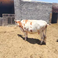 گاو شیری سمینتال شکم سوم...